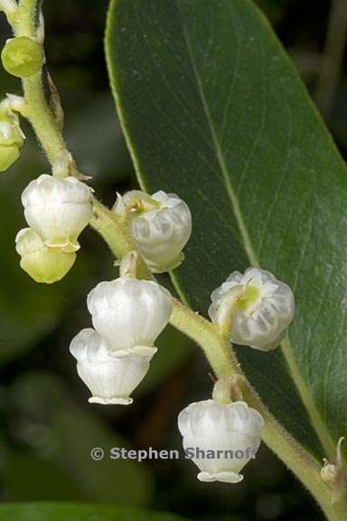 arbutus menziesii 8 graphic